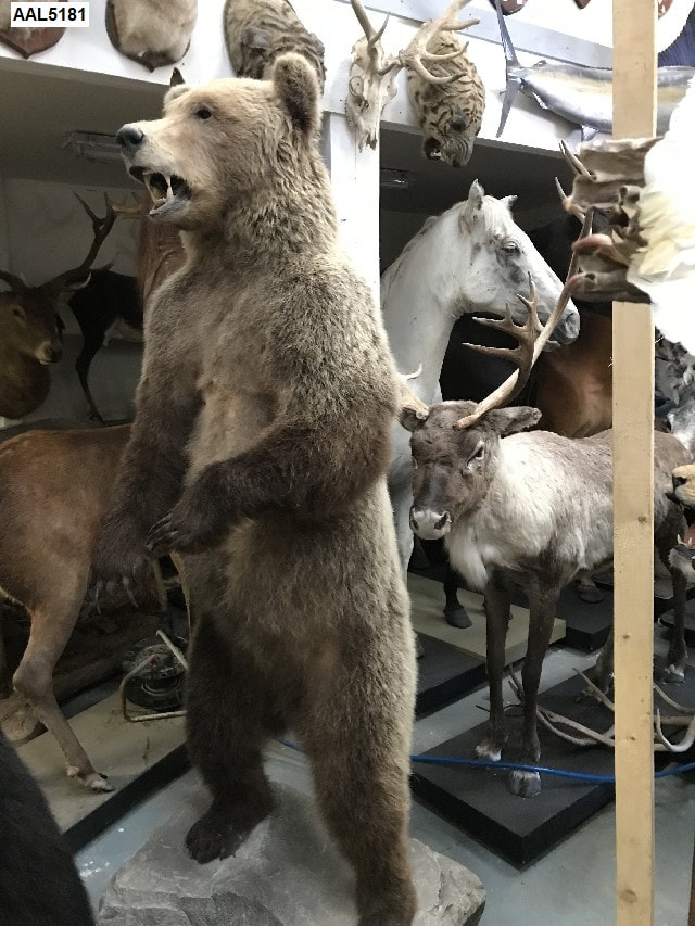 Grizzly Bear 