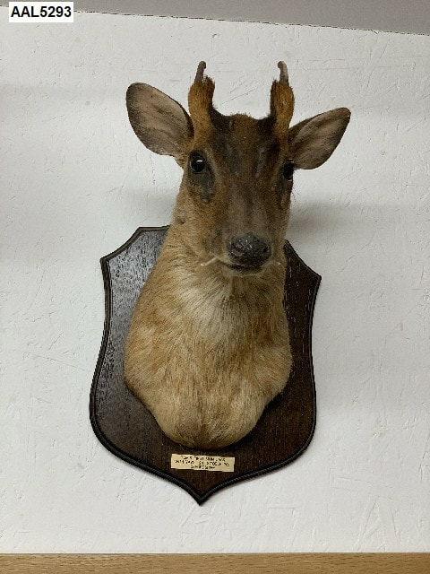 muntjac deer