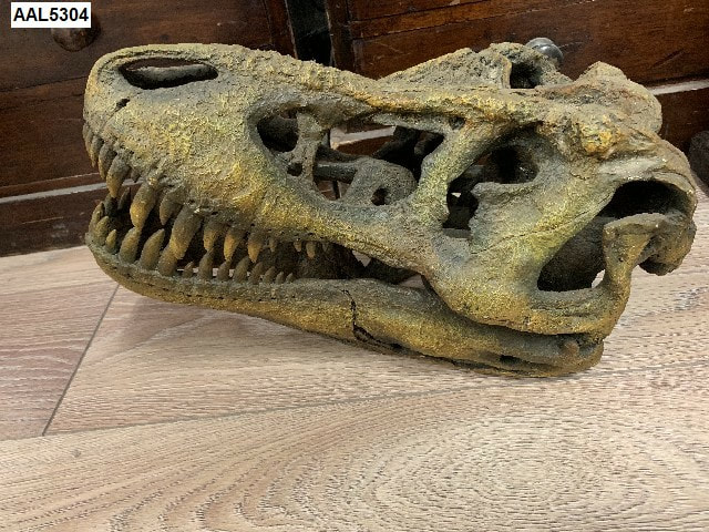 Allosaurus Dinosaur Skull