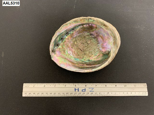 abalone shell