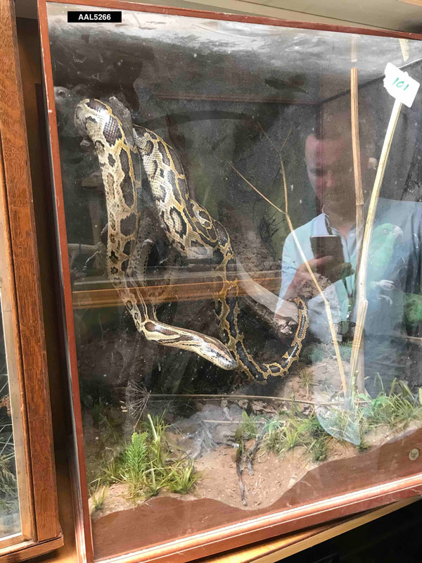 Python snake