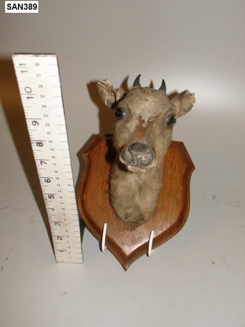 muntjac deer