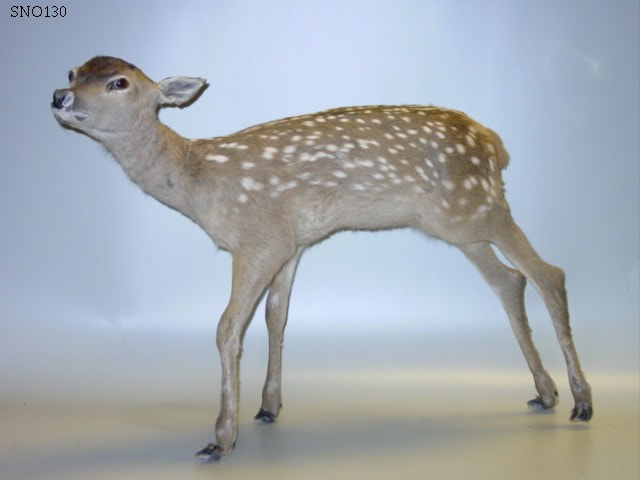 roe deer