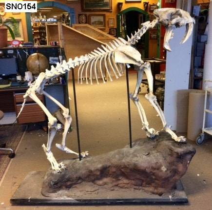 Sabre Tooth Tiger Skeleton