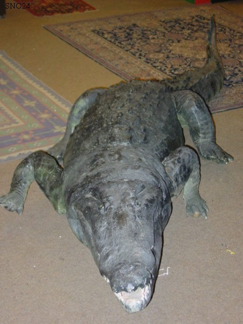 crocodile