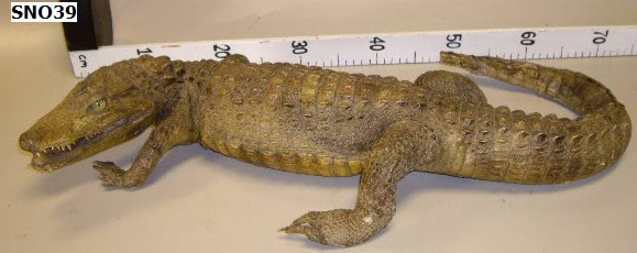 crocodile
